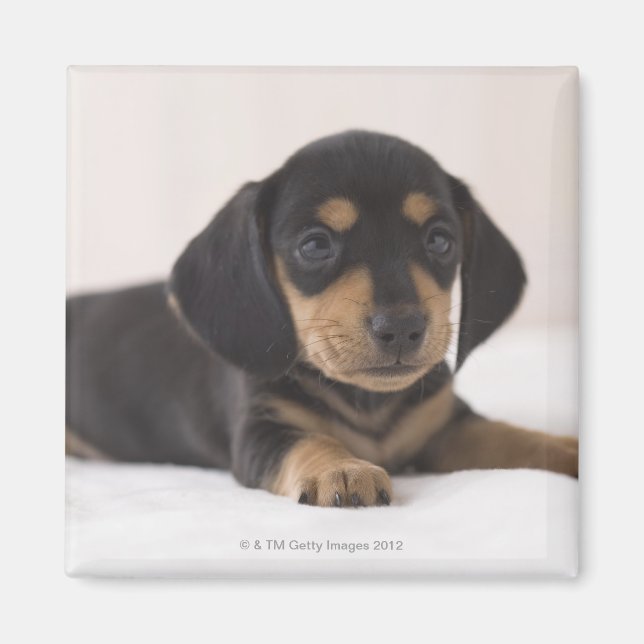 Miniature Dachshund Magnet (Framsidan)