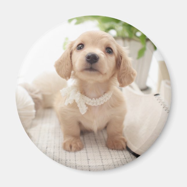 Miniature Dachshund Magnet (Framsidan)