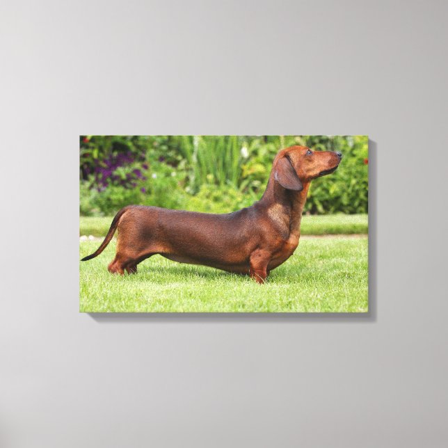Miniature Dachshund med mjuka hörn Canvastryck (Framsida)