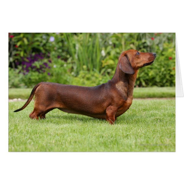 Miniature Dachshund med mjuka hörn Hälsningskort (Framsidan Horizontal)