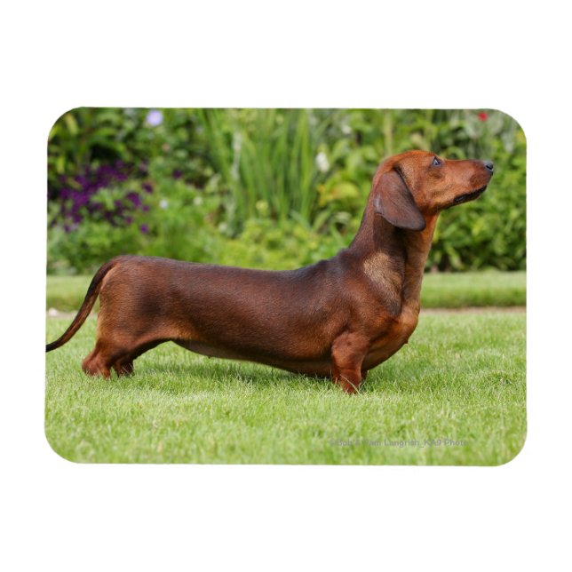 Miniature Dachshund med mjuka hörn Magnet (Horisontell)