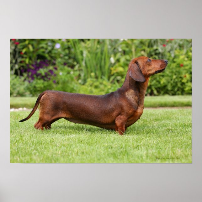 Miniature Dachshund med mjuka hörn Poster (Framsidan)