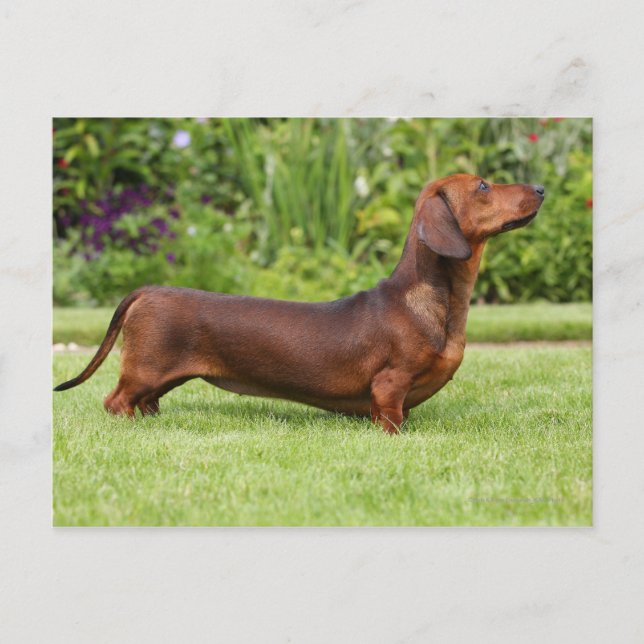 Miniature Dachshund med mjuka hörn Vykort (Framsida)