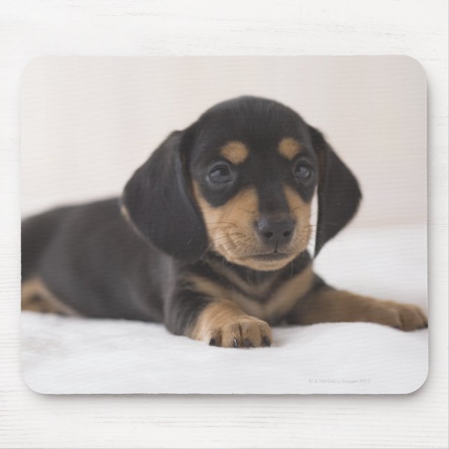 Miniature Dachshund Musmatta (Framsidan)