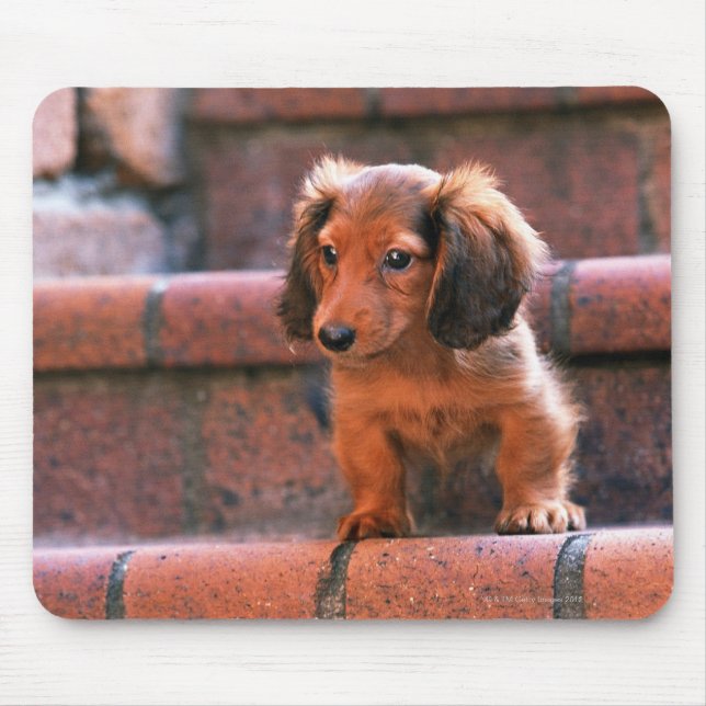 Miniature Dachshund Musmatta (Framsidan)