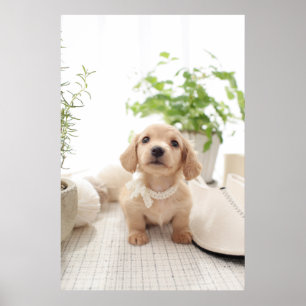 Miniature Dachshund Poster