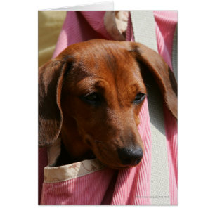 Miniature Dachshund Puppy med mjuka spetsar Hälsningskort
