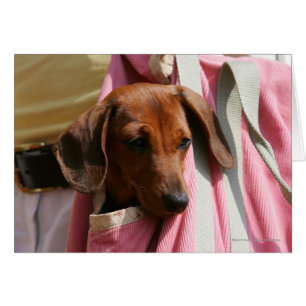 Miniature Dachshund Puppy med mjuka spetsar Hälsningskort