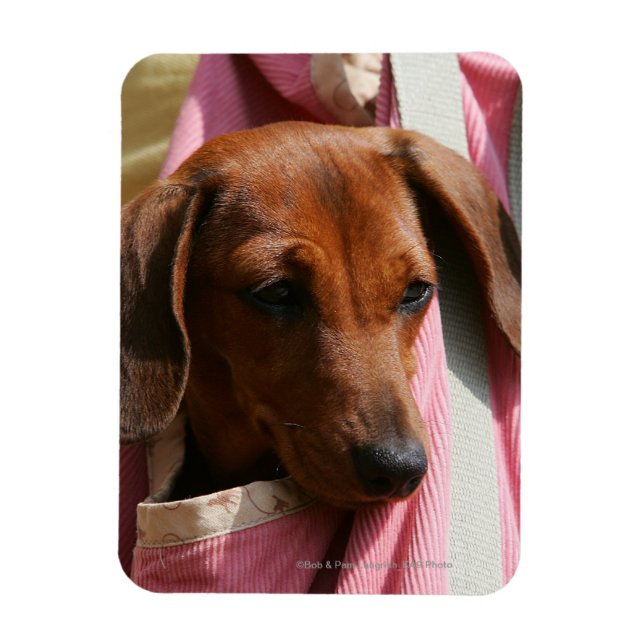 Miniature Dachshund Puppy med mjuka spetsar Magnet (Vertikal)