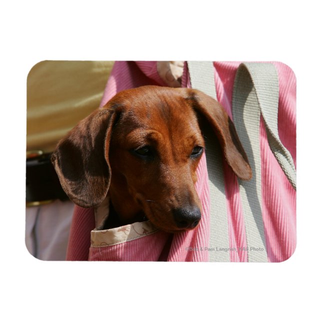 Miniature Dachshund Puppy med mjuka spetsar Magnet (Horisontell)
