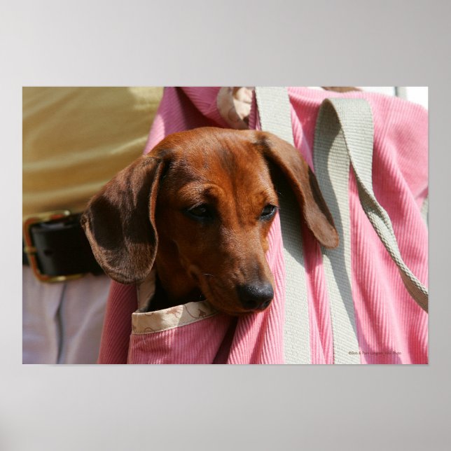 Miniature Dachshund Puppy med mjuka spetsar Poster (Framsidan)