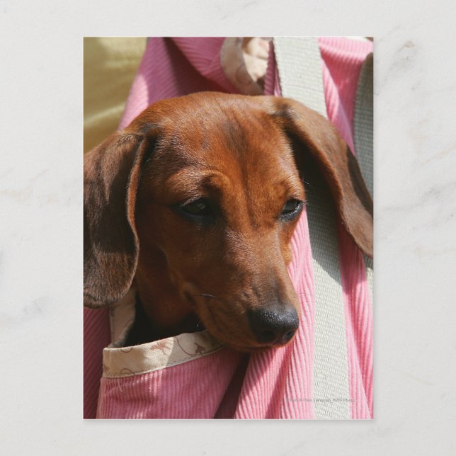 Miniature Dachshund Puppy med mjuka spetsar Vykort (Framsida)