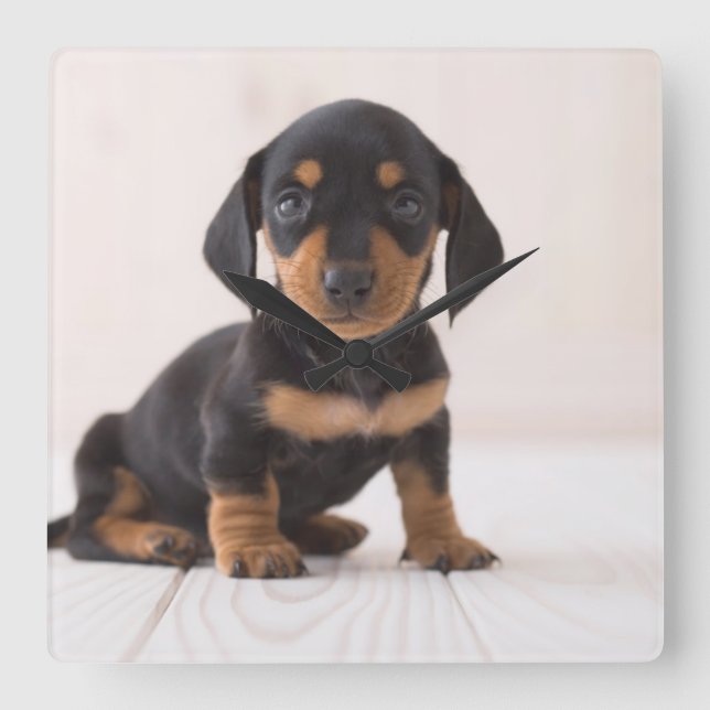 Miniature Dachshund Sitta Fyrkantig Klocka (Framsida)