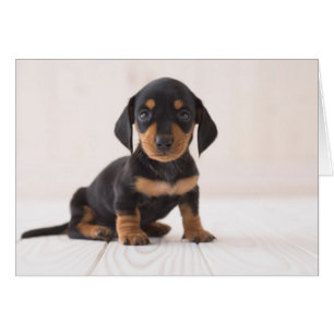 Miniature Dachshund Sitta Hälsningskort