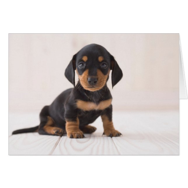 Miniature Dachshund Sitta Hälsningskort (Framsidan Horizontal)