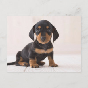 Miniature Dachshund Sitta Vykort