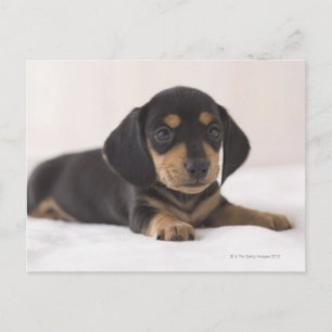 Miniature Dachshund Vykort