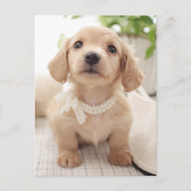 Miniature Dachshund Vykort (Framsida)