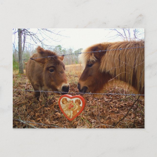 Miniature Donkey & Horse Valentine Heart Helg Vykort (Framsida)