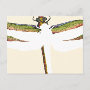 Miniature Dragonfly på White Background Vykort