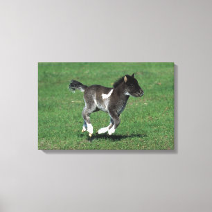 Miniature Foal Running Canvastryck