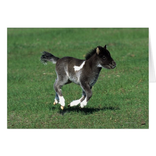 Miniature Foal Running Hälsningskort (Framsidan Horizontal)