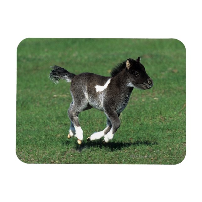 Miniature Foal Running Magnet (Horisontell)