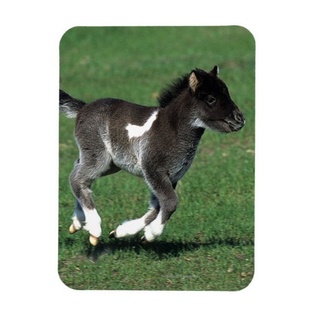 Miniature Foal Running Magnet (Vertikal)