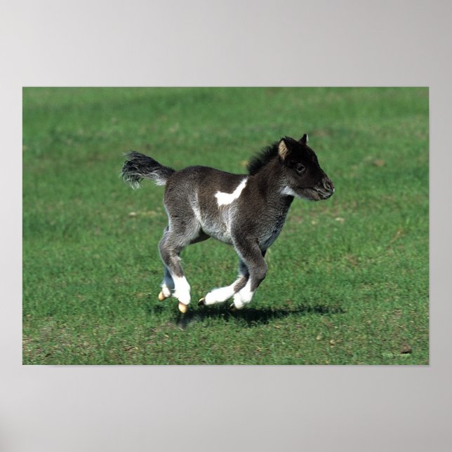 Miniature Foal Running Poster (Framsidan)