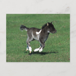 Miniature Foal Running Vykort