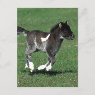 Miniature Foal Running Vykort