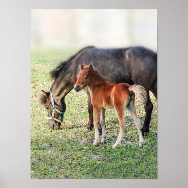 Miniature Horse Foal - Customized Colt & Filly Poster (Framsidan)