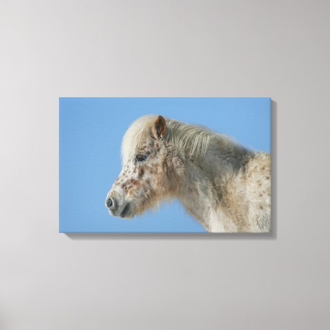 Miniature Horse Headshot Canvastryck (Framsida)