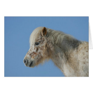 Miniature Horse Headshot Hälsningskort
