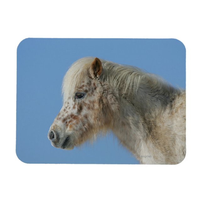 Miniature Horse Headshot Magnet (Horisontell)