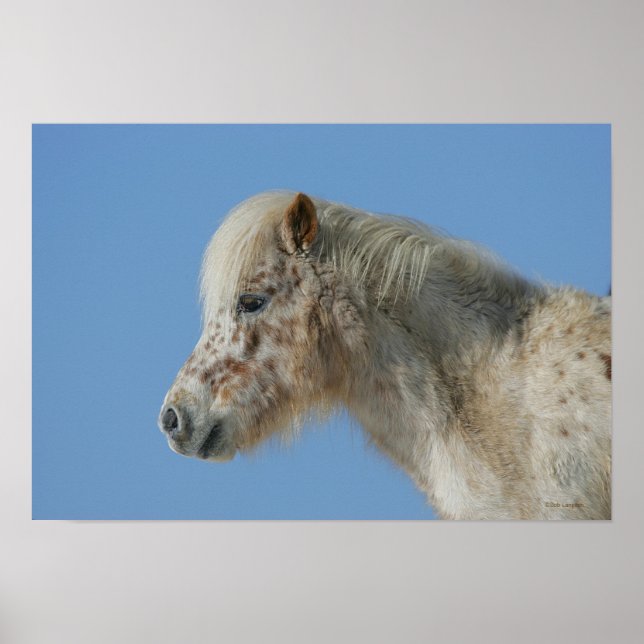 Miniature Horse Headshot Poster (Framsidan)