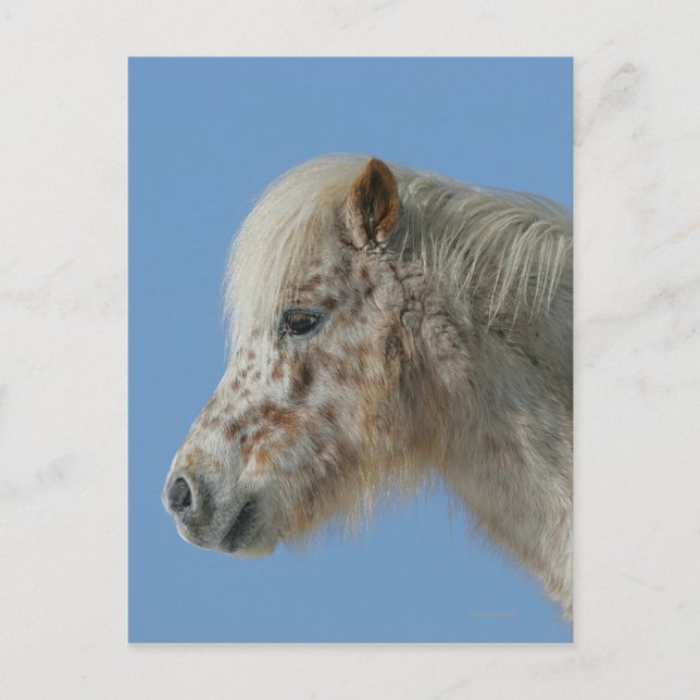Miniature Horse Headshot Vykort (Framsida)