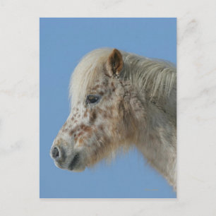 Miniature Horse Headshot Vykort