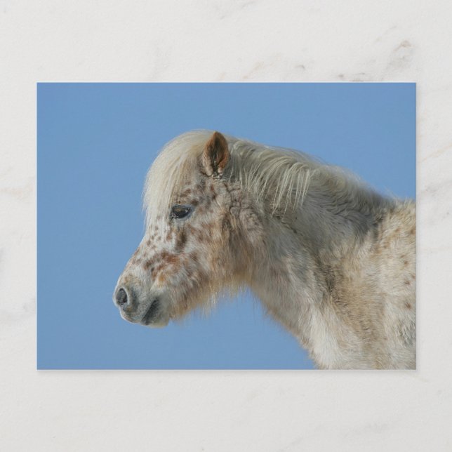 Miniature Horse Headshot Vykort (Framsida)