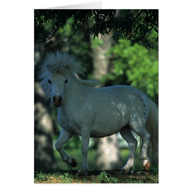 Miniature Horse Permanent i Träd Hälsningskort (Framsidan)