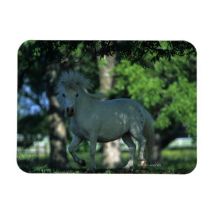Miniature Horse Permanent i Träd Magnet