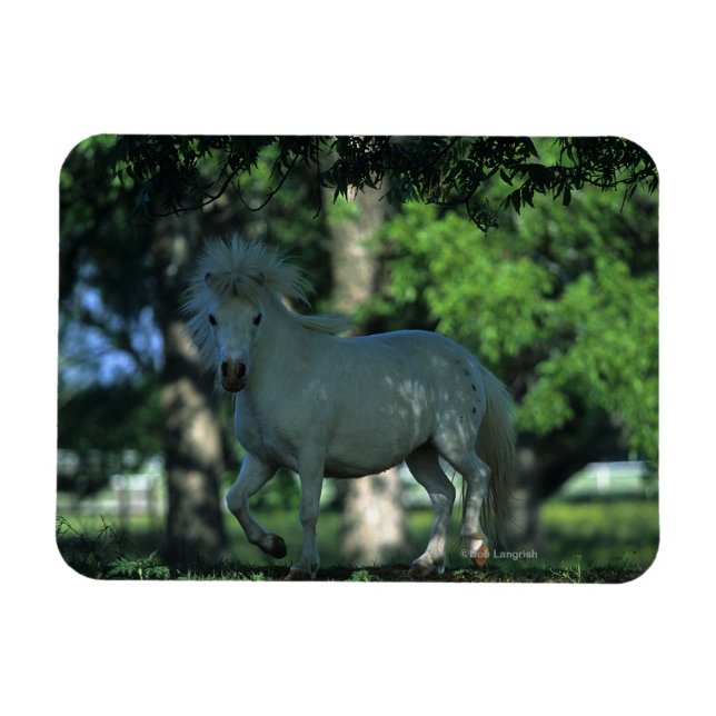 Miniature Horse Permanent i Träd Magnet (Horisontell)