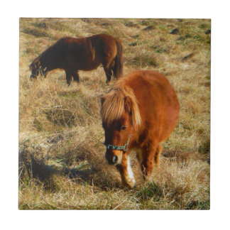 Miniature Horse ponies Kakelplatta