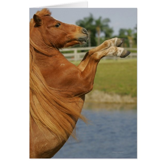 Miniature Horse Rearing Hälsningskort (Framsidan)
