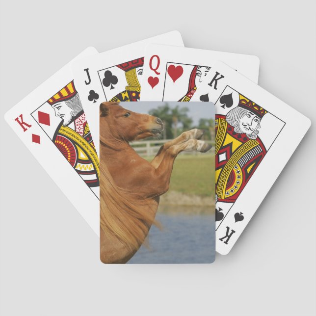 Miniature Horse Rearing Kortlek (Baksidan)