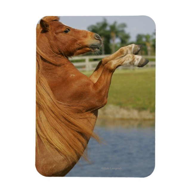 Miniature Horse Rearing Magnet (Vertikal)