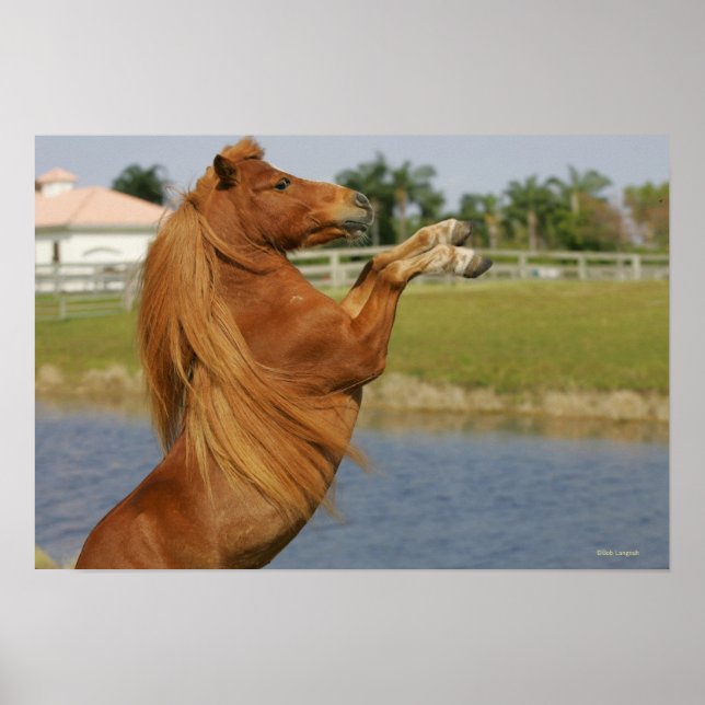 Miniature Horse Rearing Poster (Framsidan)