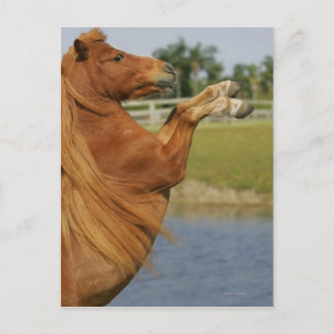 Miniature Horse Rearing Vykort