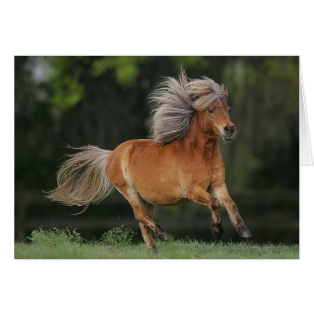 Miniature Horse Running Hälsningskort (Framsidan Horizontal)