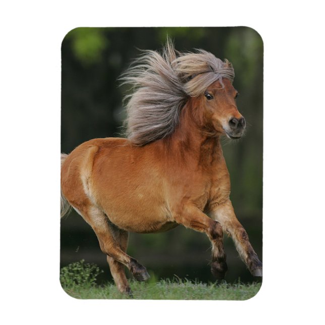 Miniature Horse Running Magnet (Vertikal)